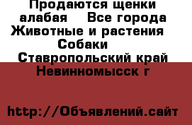 Продаются щенки алабая  - Все города Животные и растения » Собаки   . Ставропольский край,Невинномысск г.